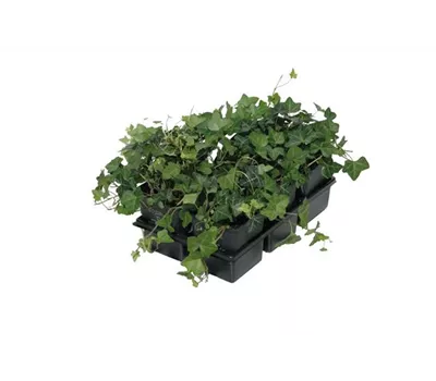 Hedera helix, 12er Set