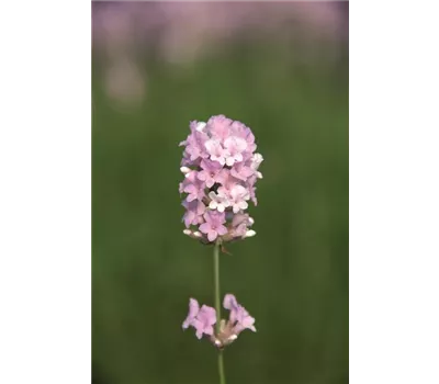 Lavandula ang. 'Coconut Ice' (rosaweiß), 12er Set