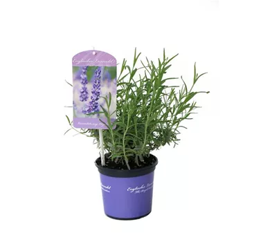 Lavandula ang. 'Elizabeth'® (dunkelviolett), 12er Set