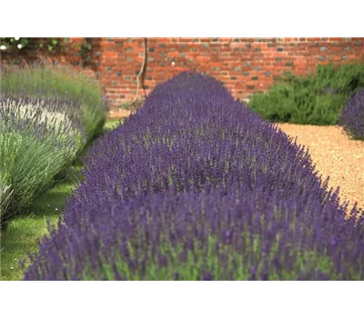 Lavandula ang. 'Hidcote' (blau), 6er Set