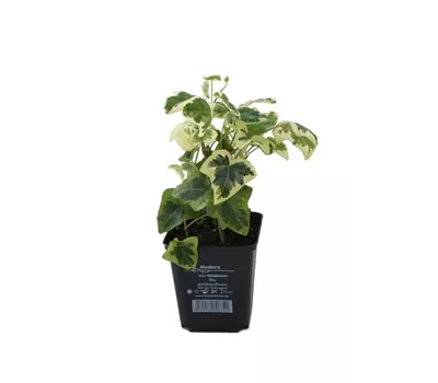 Hedera helix 'Goldstern', 12er Set