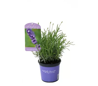 Lavandula ang. 'Hidcote' (blau), 12er Set