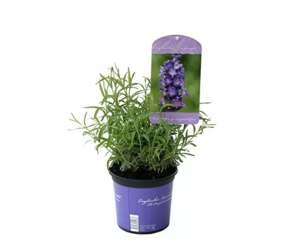 Lavandula ang. 'Imperial Gem' (dunkelblau), 12er Set
