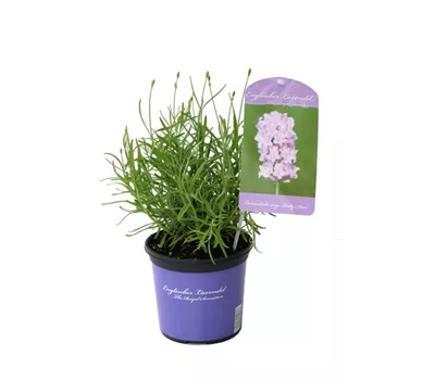 Lavandula ang. 'Lady Ann' (rosa), 12er Set