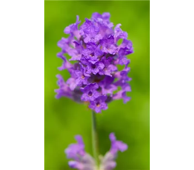 Lavandula ang. 'Laventite Petite'®(blau), 12er Set