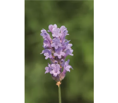 Lavandula ang. 'Little Lady' (hellblau), 12er Set
