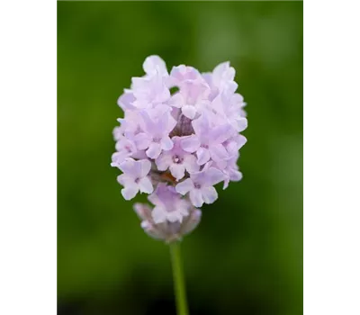 Lavandula ang. 'Little Lottie' (rosa), 12er Set