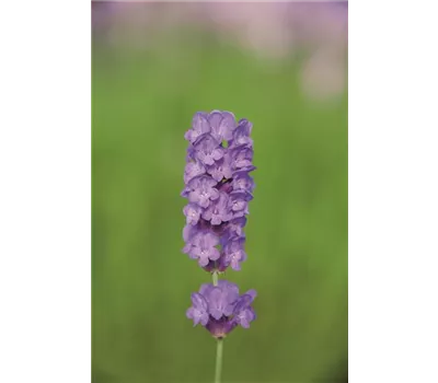 Lavandula ang. 'Loddon Blue' (dunkelblau), 12er Set