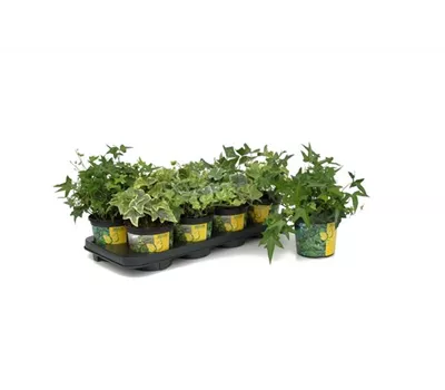 Hedera in bunten Sorten, 6er Set