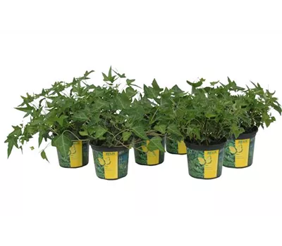 Hedera in grünen Sorten, 6er Set