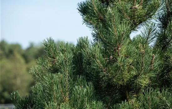 Pinus sylvestris 'Watereri'