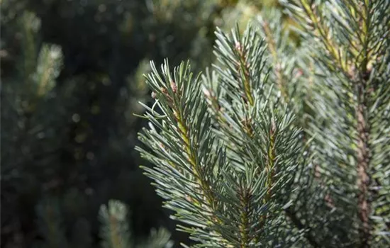 Pinus sylvestris 'Sandringham'