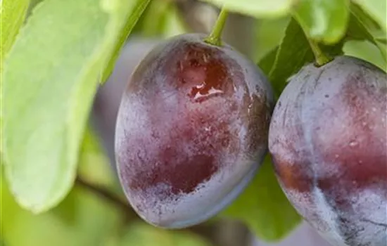 Prunus dom.'Bühler Frühzwetsche' CAC