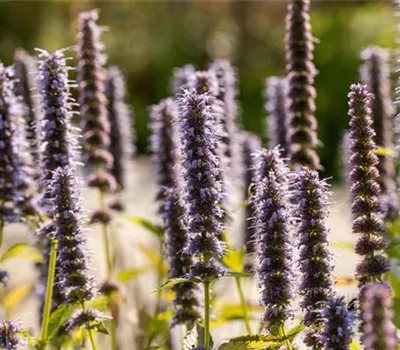 Agastache rugosa 'Blue Fortune'