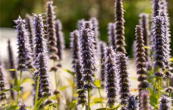 Agastache rugosa 'Blue Fortune'