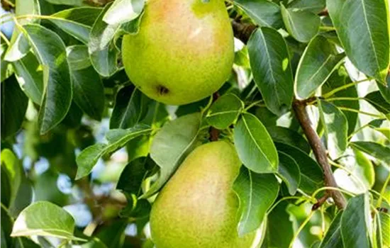 Pyrus com.'Helenchen' CAC