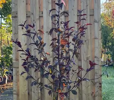 Malus 'Royal Raindrops' -R--S-
