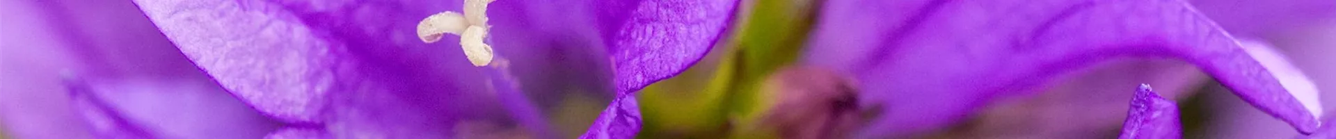Knäuel-Glockenblume - Einpflanzen im Garten (Thumbnail).jpg