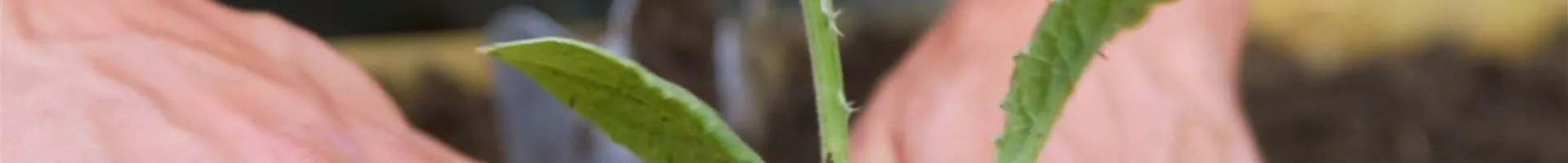 Artischocken - Einpflanzen im Garten (Thumbnail).jpg