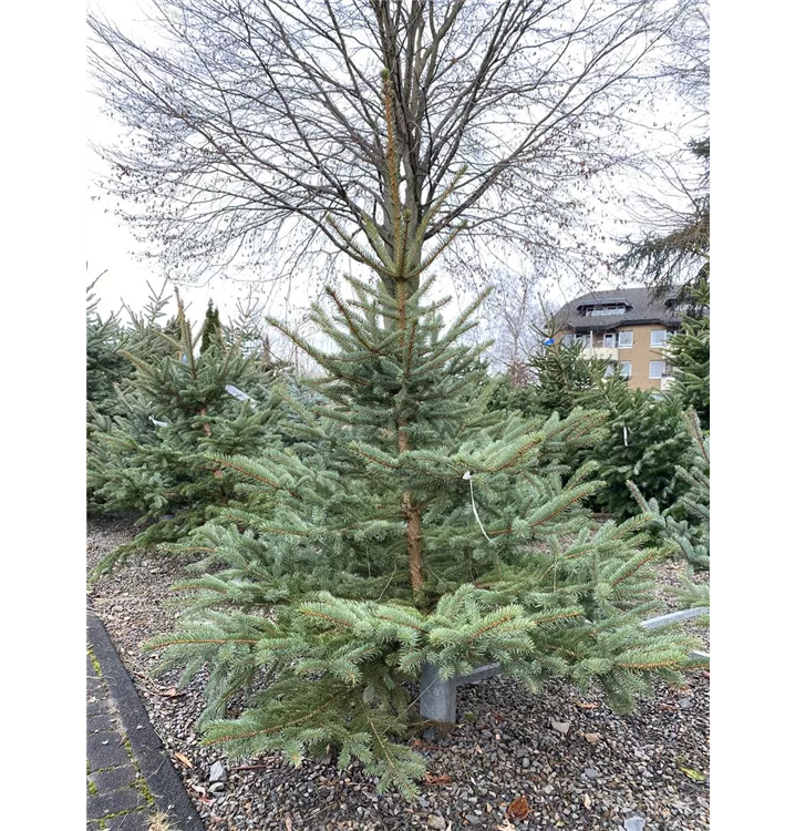 Weihnachtsbaum Blaufichte
