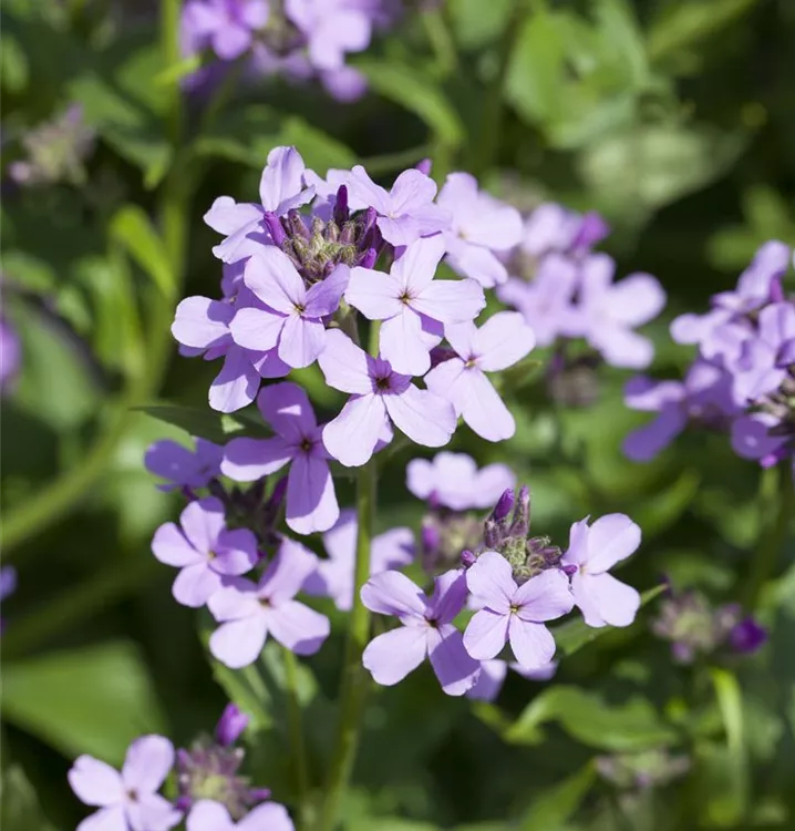 Gewöhnliche Nachtviole