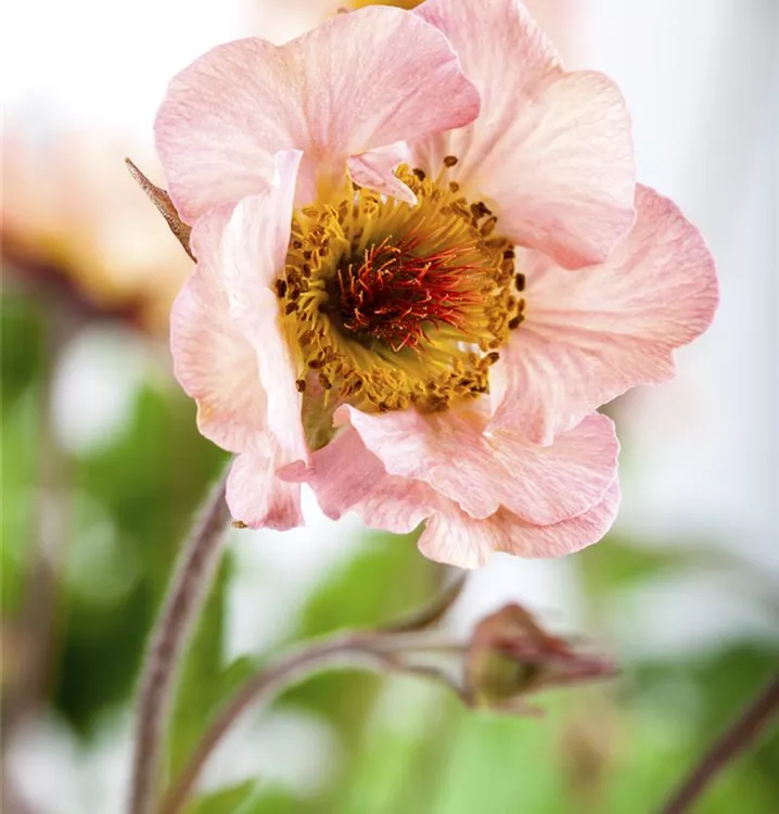 Chilenische Nelkenwurz