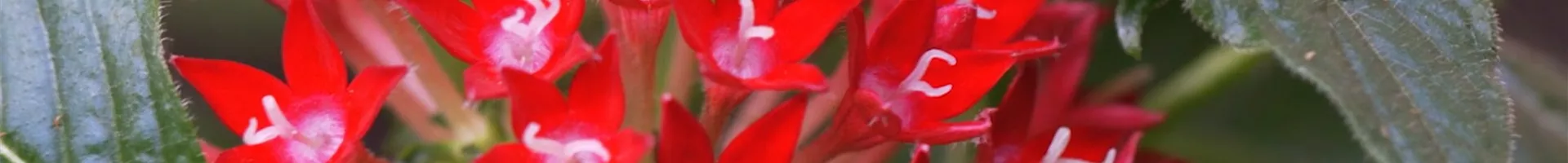 Stern von Ägypten - Einpflanzen im Garten (Thumbnail).jpg