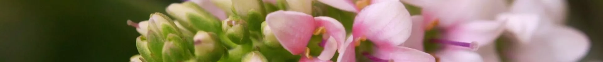 Strauchveronika - Einpflanzen im Garten (Thumbnail).jpg