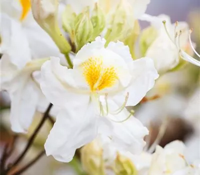 Rhododendron lut.'Schneegold'