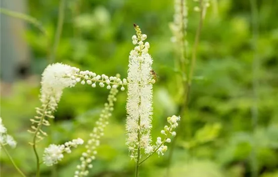 Cimicifuga simplex 'White Pearl'